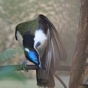 Blue-faced honeyeater (Entomyzon cyanotis), 2020-06-28