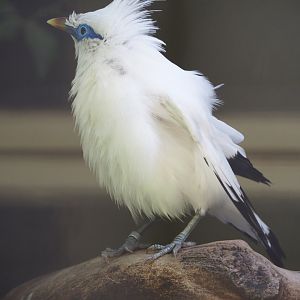 Bali myna (Leucopsar rothschildi), 2020-06-28