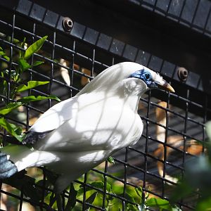 Bali myna (Leucopsar rothschildi), 2020-06-28