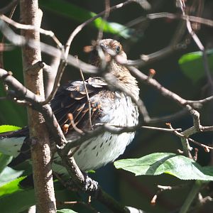 (Cinnyricinclus leucogaster), 2020-06-28