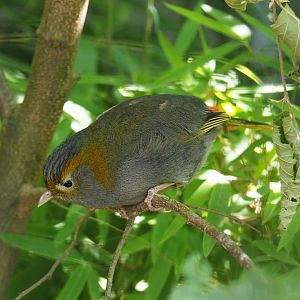 Emei Shan liocichla (Liocichla omeiensis), 2020-06-28