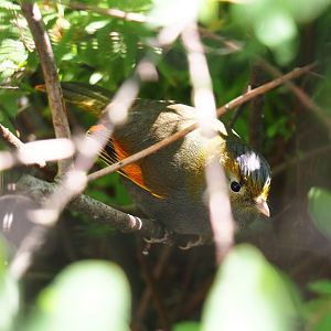 Emei Shan liocichla (Liocichla omeiensis), 2020-06-28