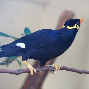 Common hill myna (Gracula religiosa intermedia), 2020-06-28
