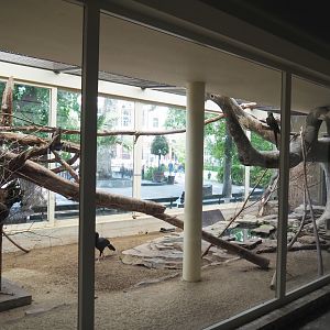 Mexican military macaw and Northern helmeted curassow aviary, 2020-06-28