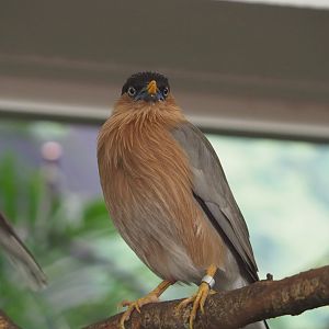 Brahminy starling (Sturnia pagodarum), 2020-06-28