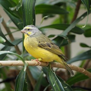 Yellow-fronted canary  (Crithagra mozambica), 2020-06-28