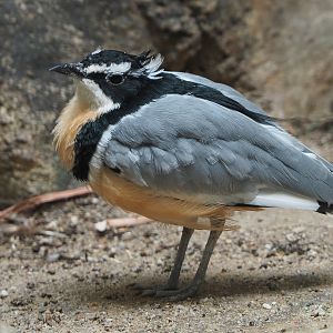 Egyptian plover (Pluvianus aegyptius), 2020-06-28