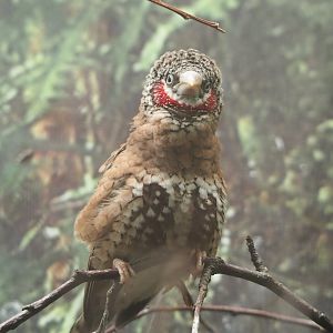 Cut-throat finch (Amadina fasciata), 2020-06-28