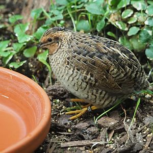 Female King quail (Excalfactoria chinensis), 2020-06-28