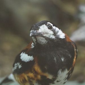 Chestnut-backed ground thrush (Geokichla dohertyi), 2020-06-28
