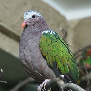 Grey-capped emerald dove (Chalcophaps indica), 2020-06-28