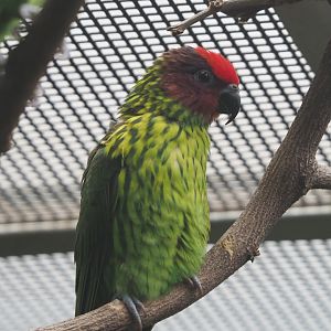 Goldie's lorikeet (Psitteuteles goldiei), 2020-06-28