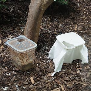 Jars with feeder insects for small birds, 2020-06-28