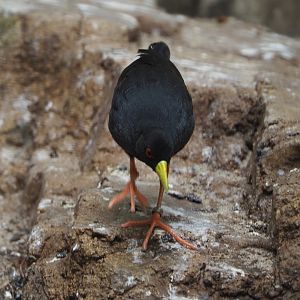 Black crake (Zapornia flavirostra), 2020-06-28