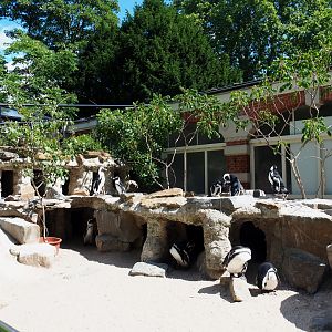 Nesting area in the African penguin exhibit, 2020-06-28