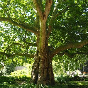 Impressive old London plane tree (Platanus x acerifolia) near the bird house, 2020-06-28