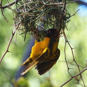 Village weaver (Ploceus cucullatus), 2020-06-28