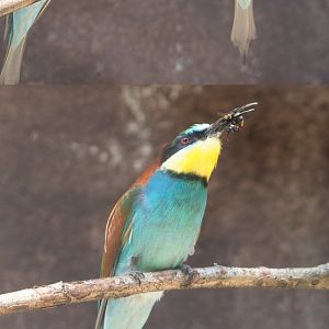European bee-eaters (Merops apiaster), 2020-06-28