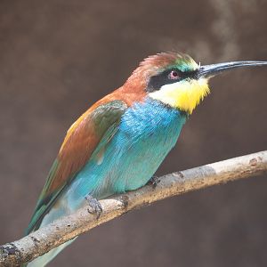 European bee-eater (Merops apiaster), 2020-06-28