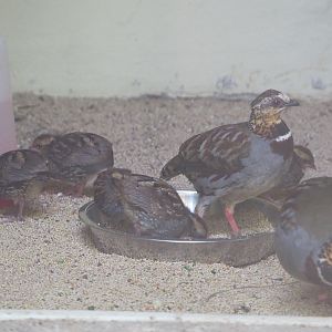 Collared hill partridges with chicks (Arborophila gingica), 2020-06-28