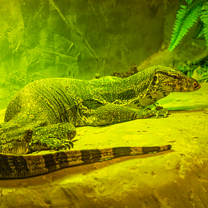 Asian Water Monitor