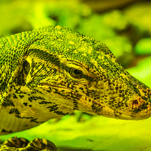 Asian Water Monitor