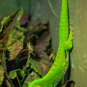 Madagascar Giant Day Gecko