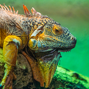 Green Iguana