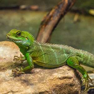 Asian Water Dragon