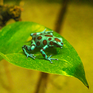 Green and Black Poison Dart Frog