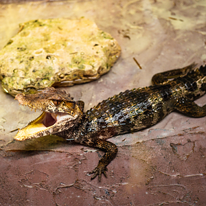 Cuvier's Dwarf Caiman