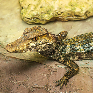Cuvier's Dwarf Caiman