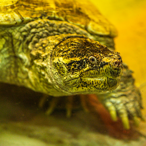 Common Snapping Turtle