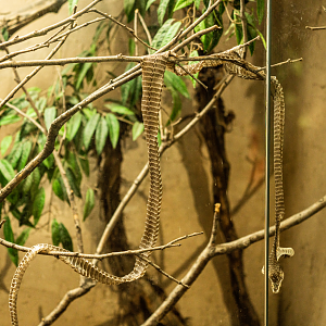 Boomslang's Ecdysis