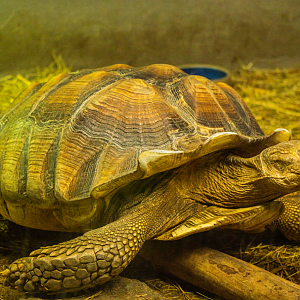 Sulcata Tortoise