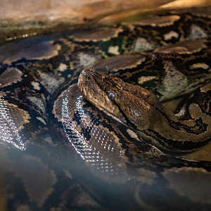 Reticulated Python