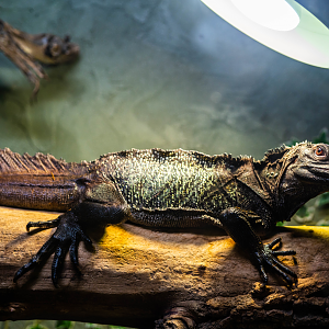 Amboina Sailfin Lizard