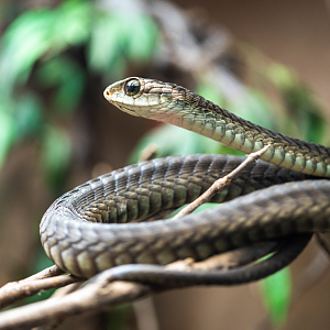 Boomslang