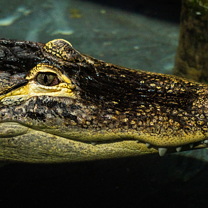 American Alligator