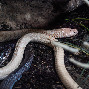 Monocled Cobras (one normal and one white variant)