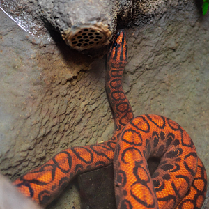 Brazilian Rainbow Boa