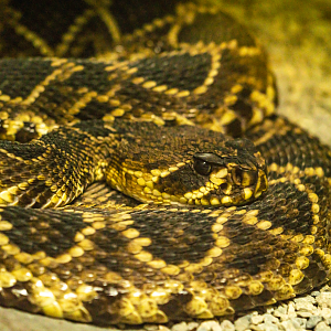 Eastern Diamondback Rattlesnake