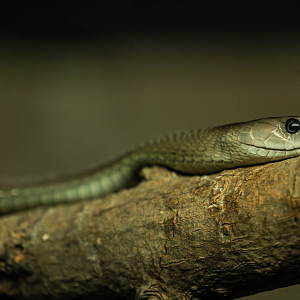 Black Mamba
