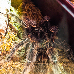 Salmon Pink Birdeater