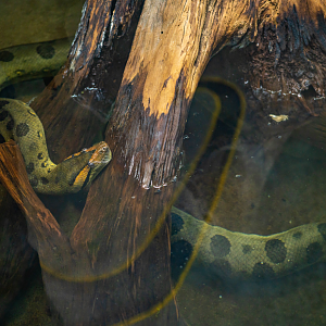 Green Anaconda