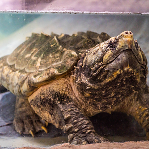 Alligator Snapping Turtle