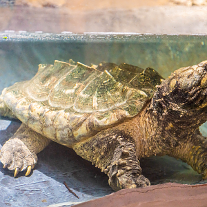 Alligator Snapping Turtle