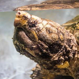 Alligator Snapping Turtle