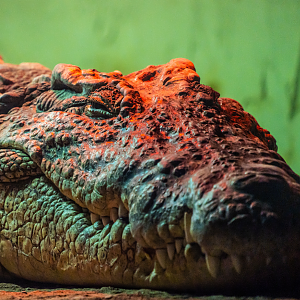 Nile Crocodile