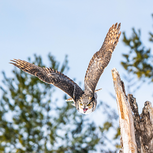 Great Horned Owl
